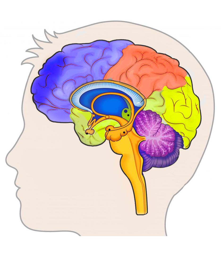 Neuroplasticity and Neurophysiology in Social ...