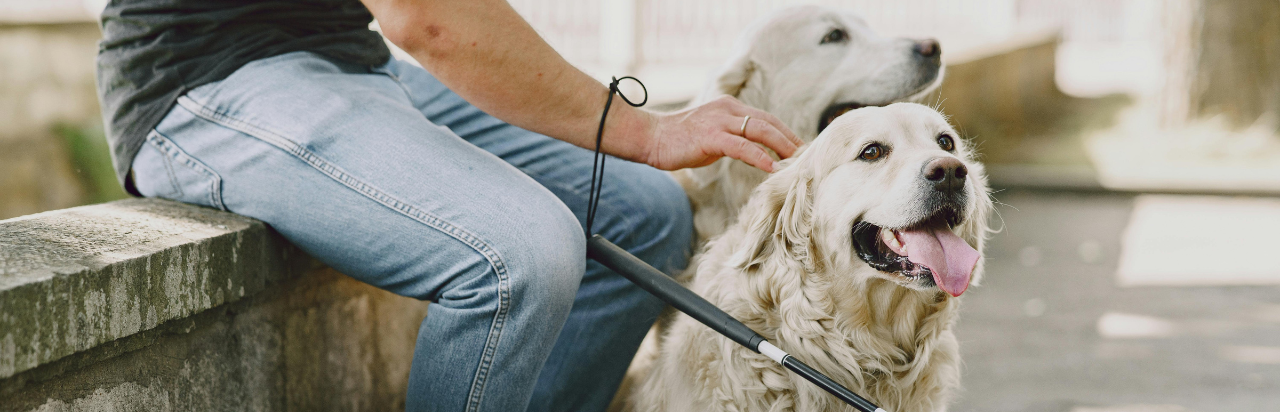 AASW Webinar Recording | Animal-Assisted Therapy ...